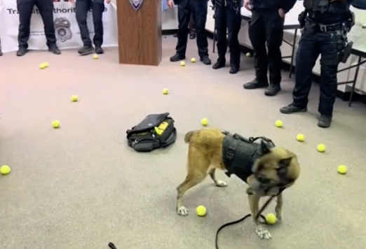 dog plays with a ton of tennis balls